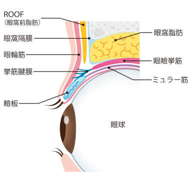 まぶたの構造
